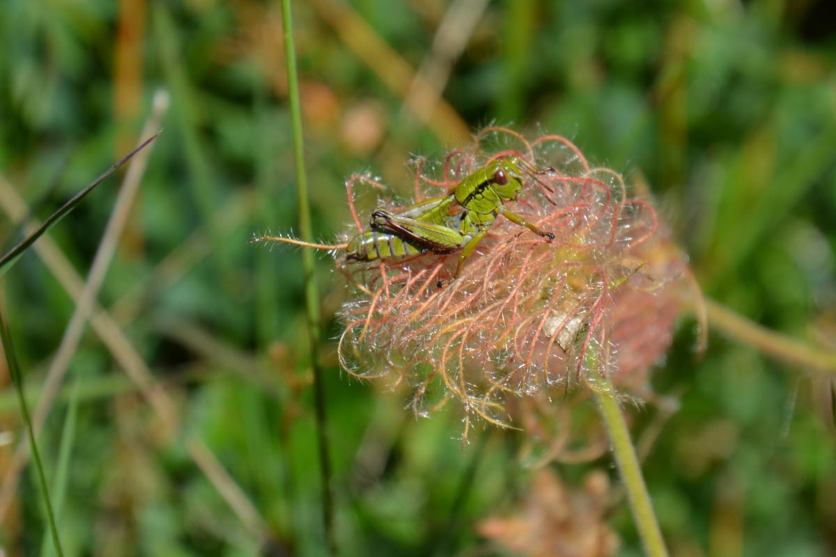 Latschenoelbrennerei und Platzer Alm 23.07.2019